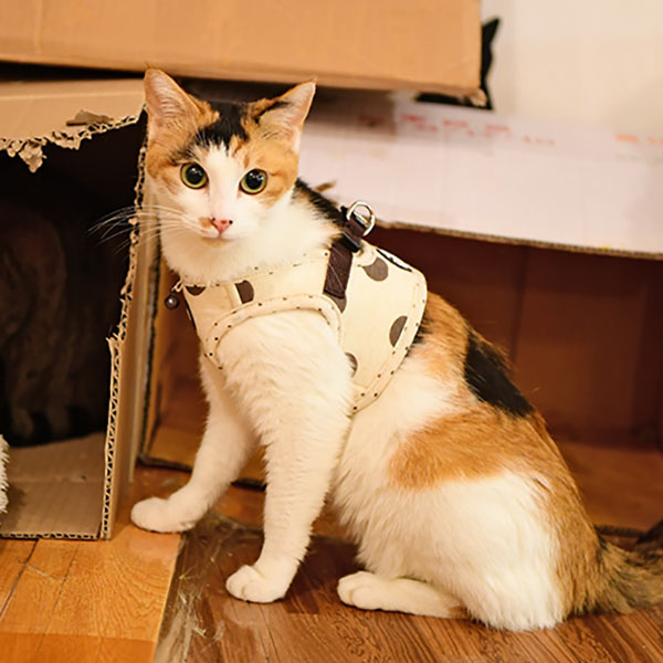 BETSY HARNESS B